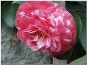 Kamelienblüte
